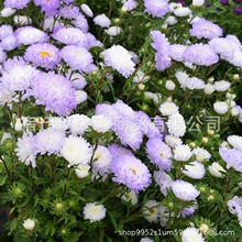 u׃շNļN_ѩɫ¾׷N̨҃ǹջ