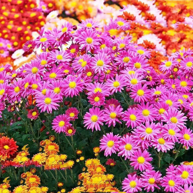 Venta al por mayor de semillas de flores y plantas eustoma malvarrosa peonía cobre dinero hierba margarita rosa sol peonía flor combinación de flores