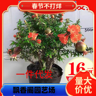 һ�����lʯ�����Ԏ����҃�������Bֲ������ļ��_���辰�ͺ��G