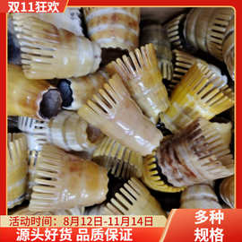 白牦牛角半截洗头梳，按摩洗头梳，牛角筒梳