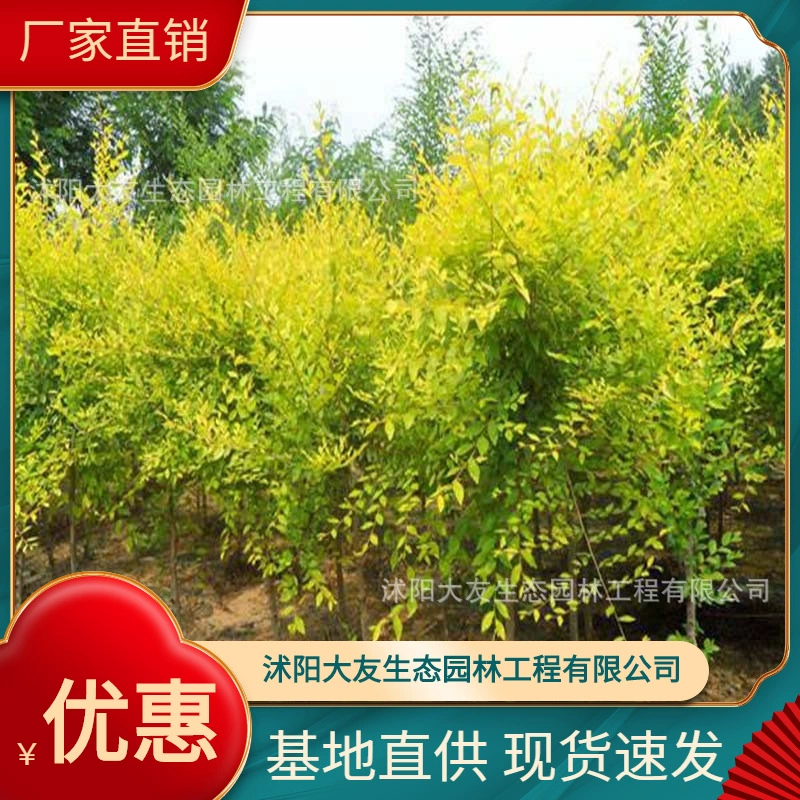 База Оптовая продажа Самодельный Golden Leaf Ulmus Miao Живописный район Ландшафтный дизайн Дорога Сад Инжиниринг Озеленение Рассады