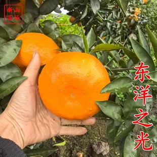 ���|��֮����硿�|�֮���ƽ�ձ�������������Ʒ�N�̽��Ә���