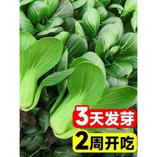 Ϻ˷NѴȫļСuë˷Nͺ͸ߜذ_̰ײ߲˷N