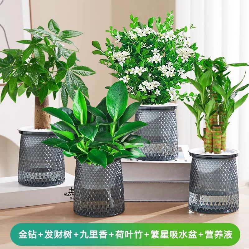 [인터넷 연예인 4화분] 황금다이아몬드/돈나무/구리향/연잎대나무