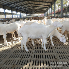 �F؛����Сβ�������� ���NС�򳣜؃��� �������