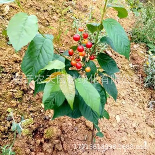 �S�۴���Ҙ����ϱ���ͥԺ���ԷNֲ�������Լ޽�܇�����箔��Y��