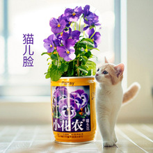 罐头花盆 罐头花盆批发 促销价格 产地货源 阿里巴巴