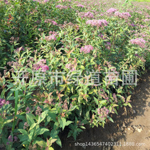 日本绣线菊粉花绣线菊花灌木植物绿篱地被灌丛花坛小苗杯苗供应