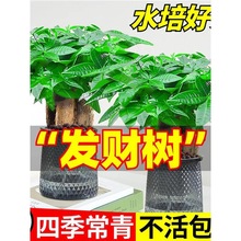 ˮlؔС2025k҃GֲB՚