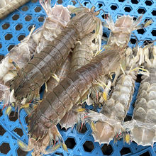 ƤƤ�r��ɽ�r������r�����r���r�ő����r���F�r�ش��r���rˮ�a