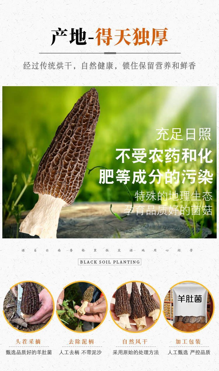 Dried Morel Mushrooms Yang Du Jun Morchella Whole Wild Foraged Yunnan Culinary Gourmet Soup Fungi in use