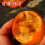 地栽种植盆栽庭院果苗
