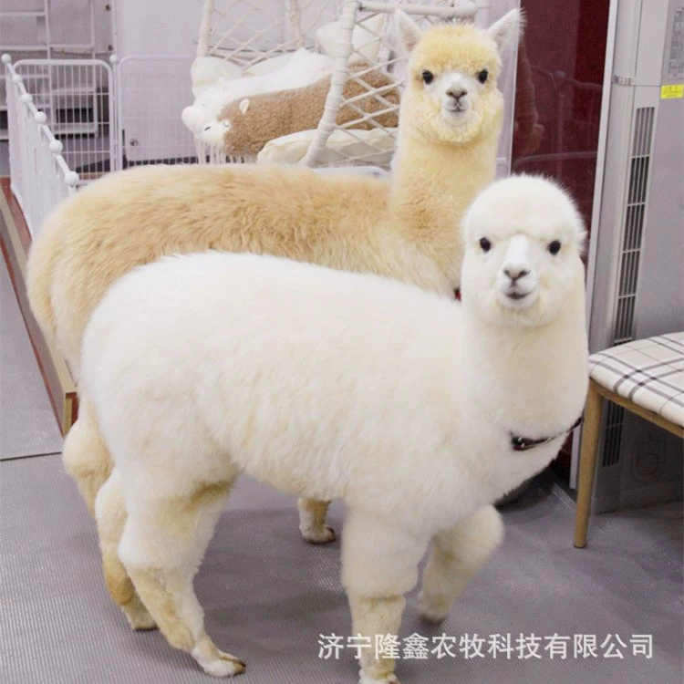 Продать детенышей альпаки