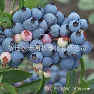 �W�᠖�ϸ��{ݮ�����ϱ����Nֲ��ͥԺ�̨�������Ԏ���������Y��