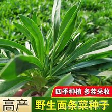 正宗野生面条菜种子四季播种阳台盆栽露地野生有机野菜蔬菜菜籽