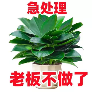 12大叶金钻盆栽绿萝箩水培绿公主植物室内吸除甲醛四季好养花卉