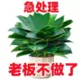 四季盆栽水培植物花卉