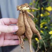 大丽花花苗地瓜花苗球根大丽花根块大丽花苗盆栽带花重瓣植物花苞