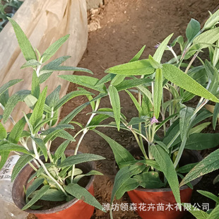 Qingzhou Planting Base Mexican Sage Wholesale Mexican/Sage Plug Seedlings