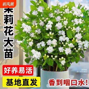 �ذ��������Ի��玧�����d�ӻ�ˮ���҃Ⱦ����㻨������ļ��Gֲ