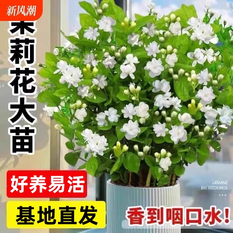 Double jasmine potted flower seedlings with buds Gardenia hydroponics indoor Muri flower mosquito repellent four seasons green plant