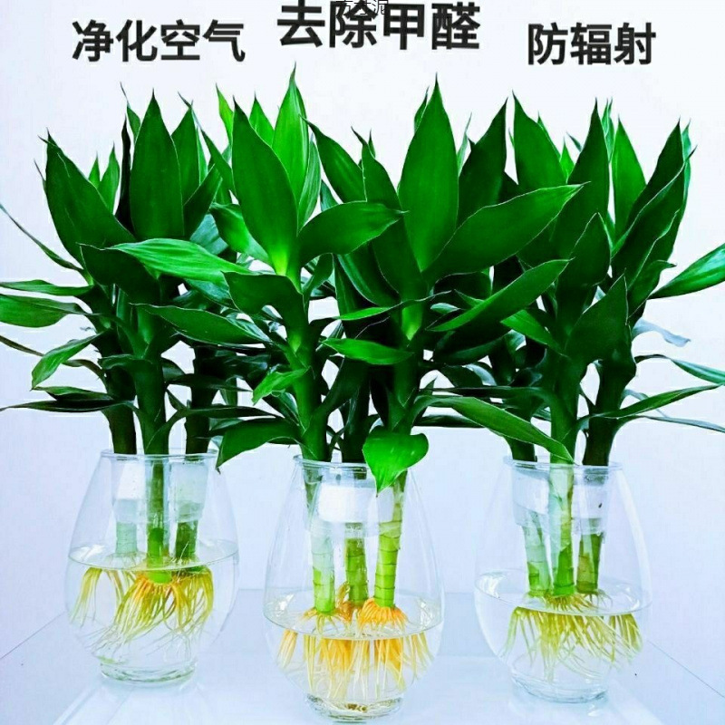 观音竹带根水培水养富贵竹室内盆栽绿植物花瓶四季易活跟一件批发