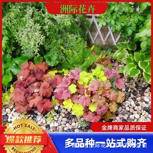 1�Ӂ��\������ �����������^���̾G������ ɽ�|�������l�\������