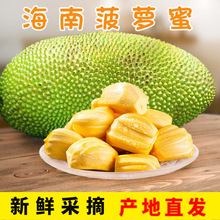 海南菠萝蜜当季热带新鲜水果脆甜浓香黄肉整个大苞木菠萝一件代发