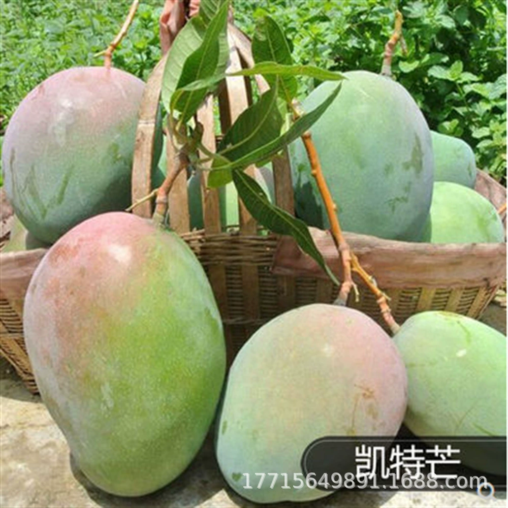 Рассада манго Tainong Guifei Jin Huang Прививка Рассада манго Посадка в горшке Легкая посадка Живая основа Прямые волосы Разнообразие