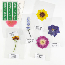 真花塑封带名称干花标本过塑压花卡片认识自然植物叶子干花书签