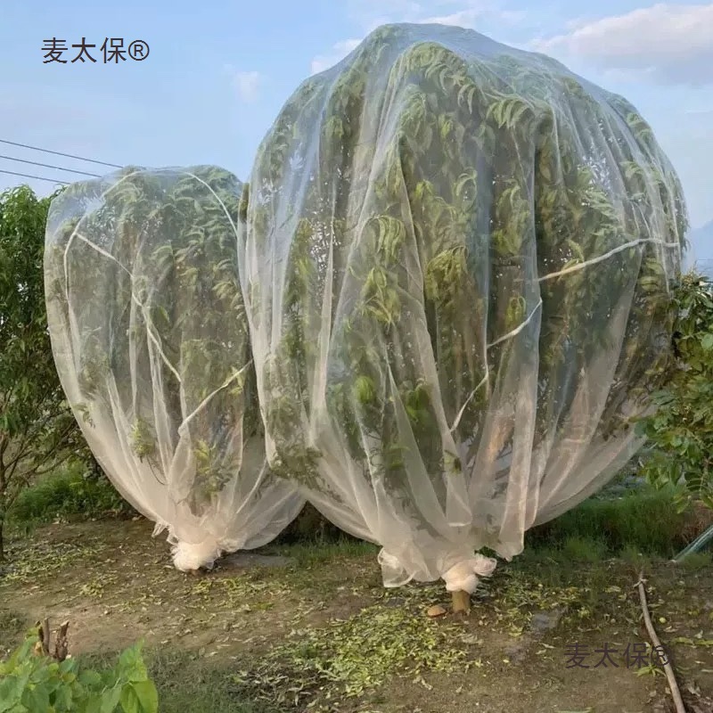 杨梅网罩柑桔水果树专用罩黄龙病防虫网莲雾桃树防鸟防风大麦太保