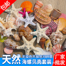 天然贝壳海螺鱼缸造景手工diy打孔漂流瓶装饰寄居蟹用壳海星批发