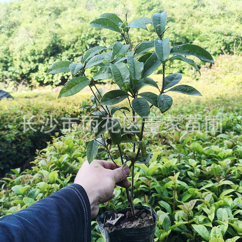 供应桂花杯苗 四季桂杯苗 月月桂杯苗 湖南桂花 花香浓郁