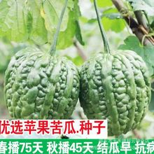 绿苹果苦瓜种子青皮四季抗病特大绿苦瓜种籽耐热抗低温农家蔬菜