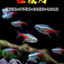 tGwᎧ~^p~Сͻw~Ⱥν~猙ﵭˮ~