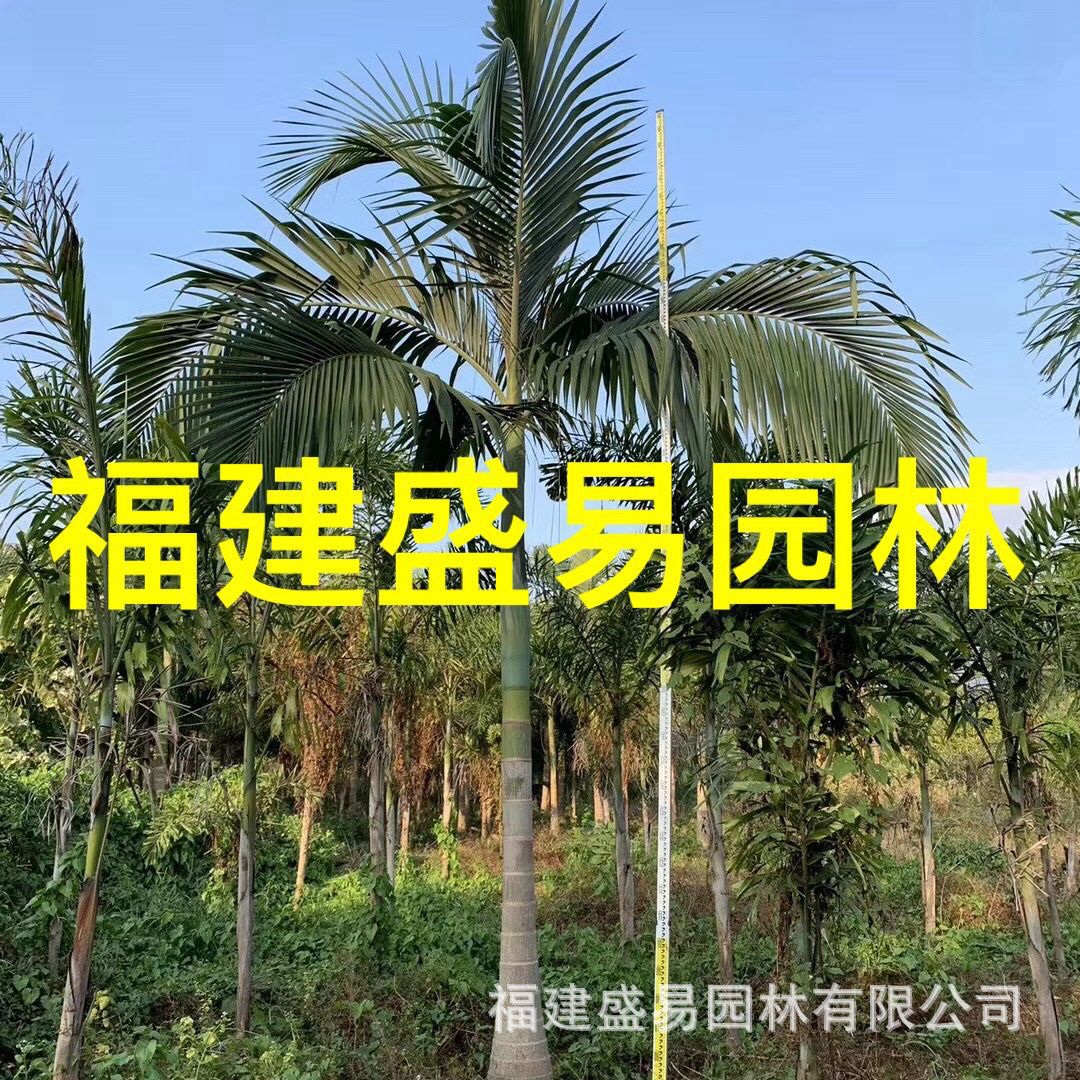 云南假槟榔基地 江西假槟榔供应 四川假槟榔价格 重庆假槟榔批发