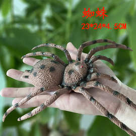 适用大号塑胶蜘蛛玩具昆虫模型仿真动物儿童教学标本男孩玩偶软橡