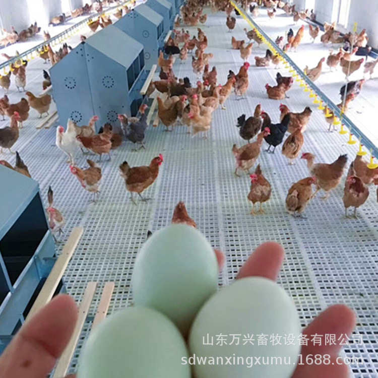 鸡鸭鹅用纯料漏粪板养殖场用漏粪地板网防滑多规格万兴畜牧