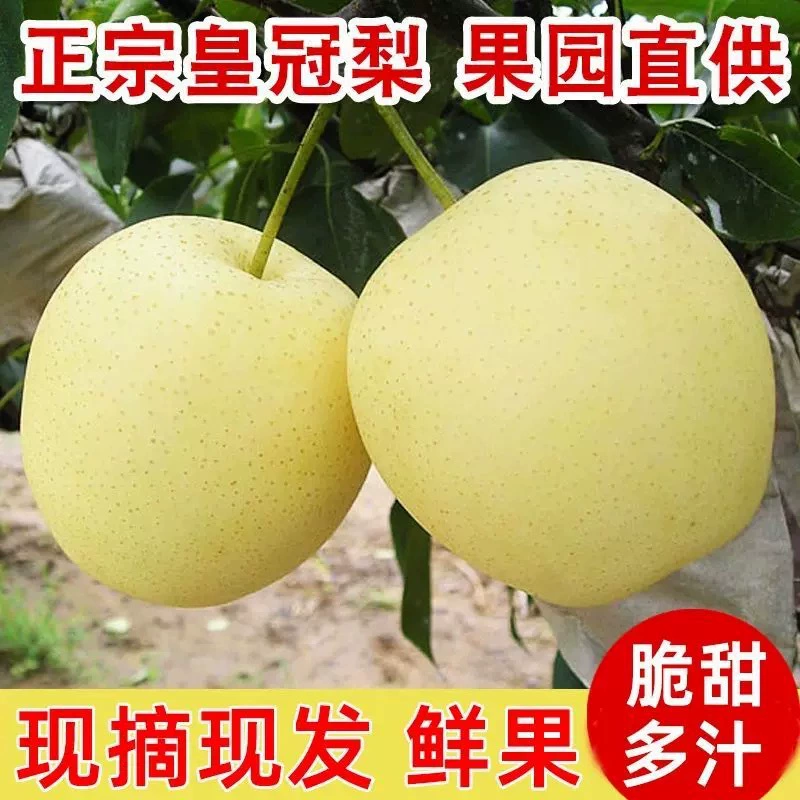 Аутентичные груши Hebei Crown Fresh 5kg Fruit Duck Pear Snow Pear Dangshan Pear Green Crown Pear Seasonal Whole Box.