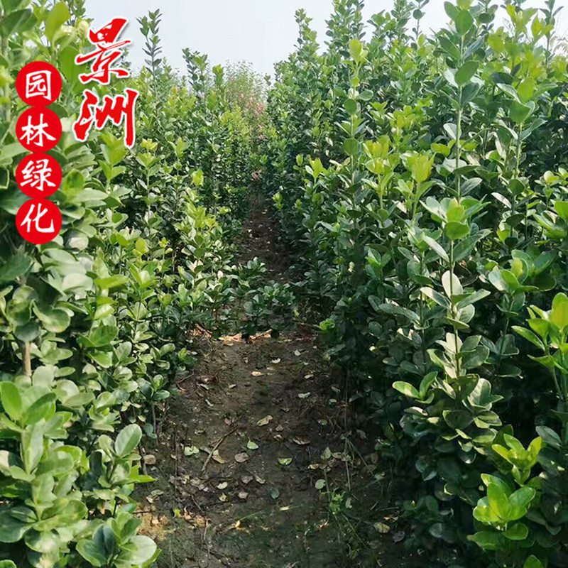 哪里有卖北海道黄杨 60-2米高北海道价格 公园小区工厂绿篱景观