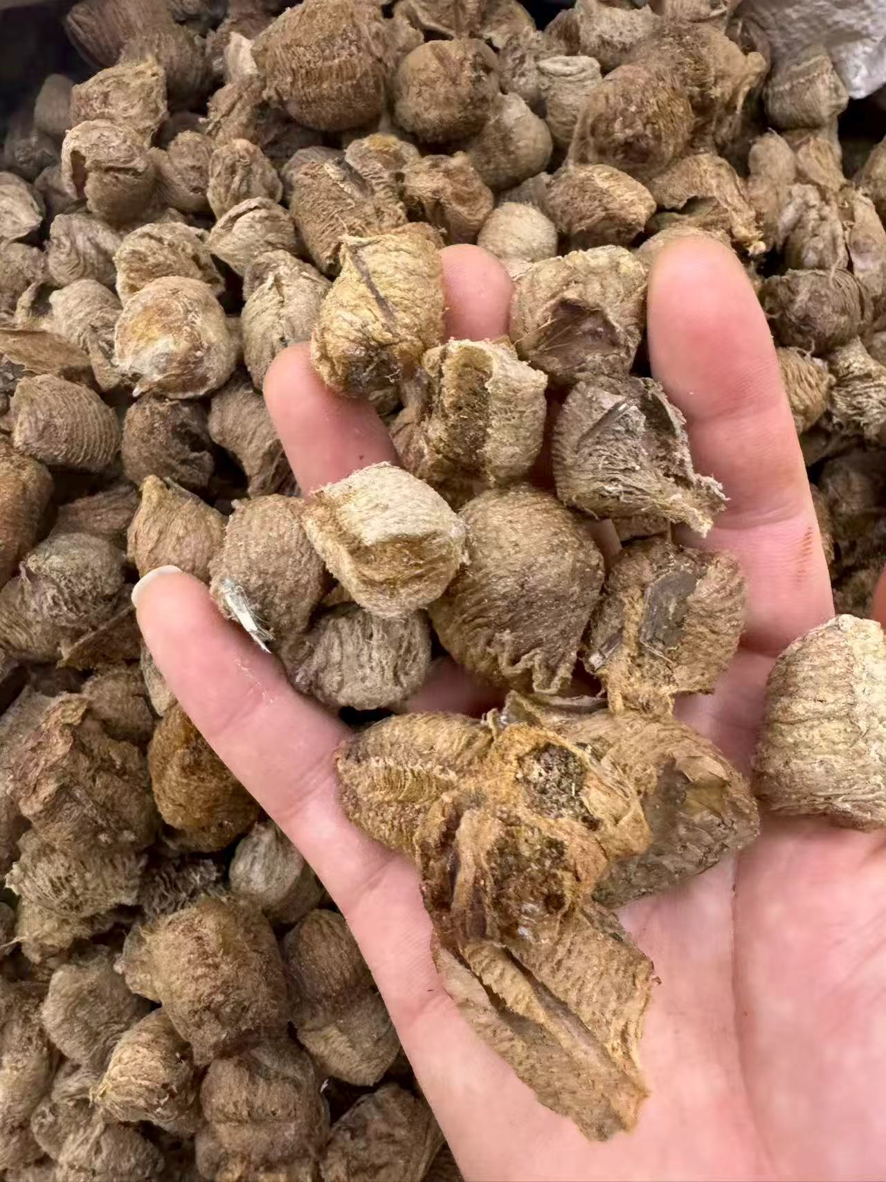 Dried Mantis Egg Case Sang Piao Xiao 桑螵蛸 TCM Herb for Wine Infusion and Decoction Sun Dried Anhui Origin details