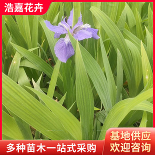 ˮ���SβС��  �S���ѾG����ľ���G���ܹ��̾G��ˮ�����˽�����