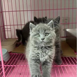 ���N�{؈��؈Ӣ����ë؈�{؈�� Ӣ���{؈�۶�؈����؈����wС؈