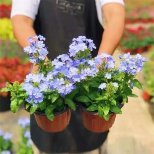 �{ѩ�����Դ����޸��ݻ�ͥԺ�̨�����҃����^�p����ֲ���ļ����_