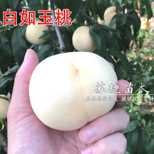 ���Ҙ�����Ʒ�N �������Ҙ��� ����ѩ�Ҽ޽ӹ�����ľ�Ϸ������Nֲ