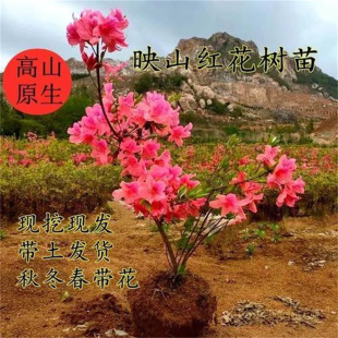 ӳɽ�t�����ļ��_�����N�������Ϙ��Ϸ������Nֲ��������ӳɽ�t��