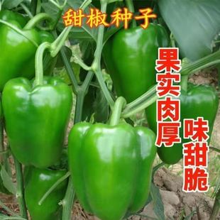 �����ش��𽷷N�� ���Ƥ�������ཷ�N�������N���ļ�����