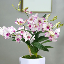 ����ֱ�l�ͺ��̓�����ˮ�Bʯ���m�ļ����_�҃����滨�ܾGֲ�����