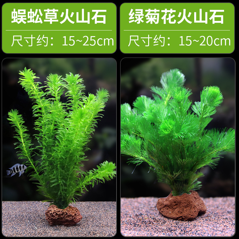 水槽造園パッケージ、水ヤシ、沈木、本物の水、淡水、無土壌植物、酸素化、低パール|undefined