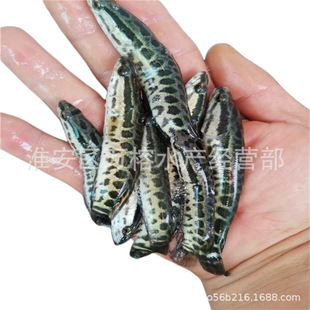 һ��5-10β���~�烞�|�s�����~��ȫ�����l